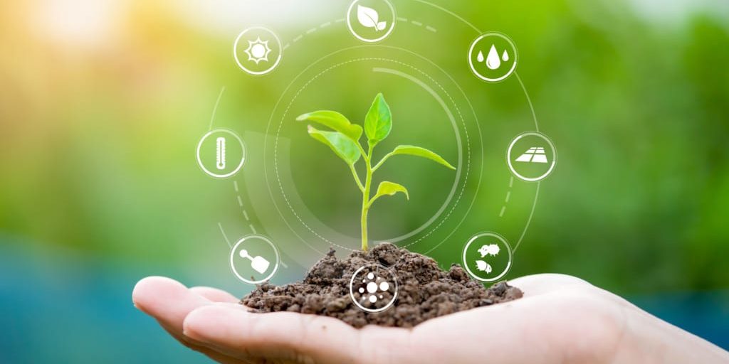Hand holding seedling
